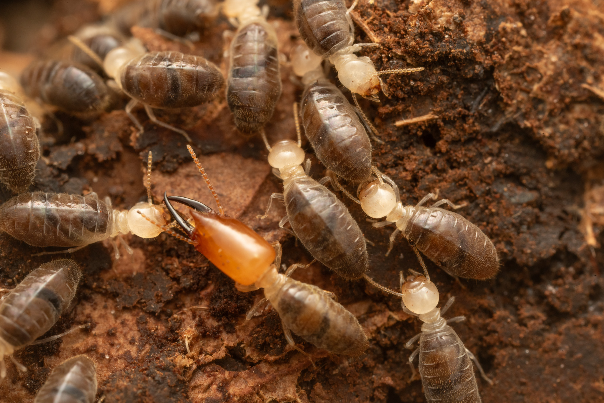 Termitinae Insect Symbiosis Lab